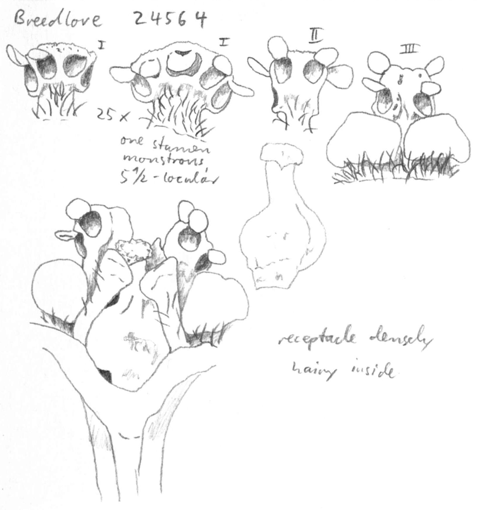 preview Damburneya cf. salicifolia (Kunth) Trofimov & Rohwer